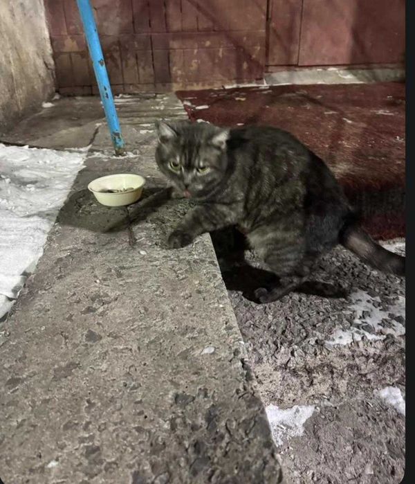 Чей красивый кот?