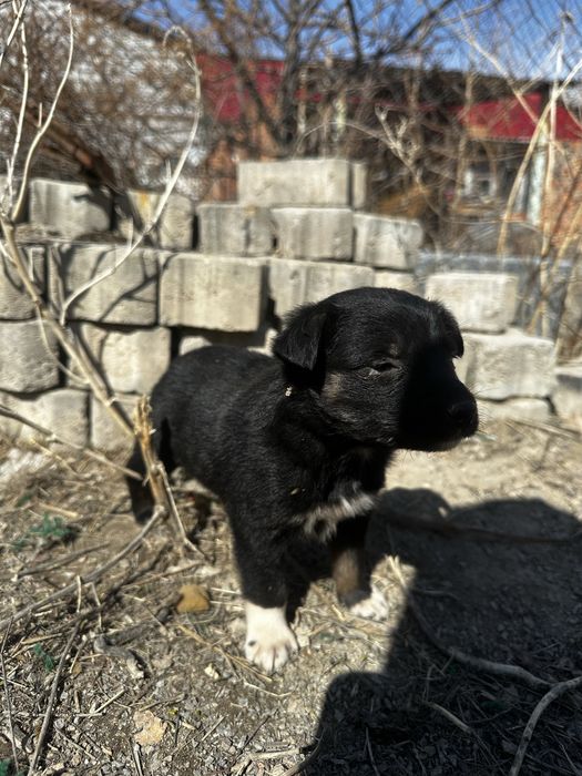 Щенки ищут свой дом