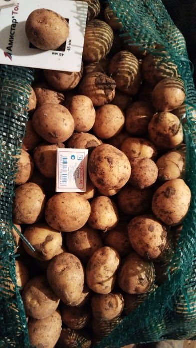 Продам семенной картофель Гала, 3 репродукция, 40 тонн
