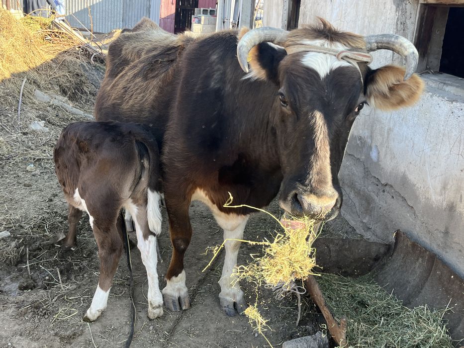 Корова стельная, 7 отёлов