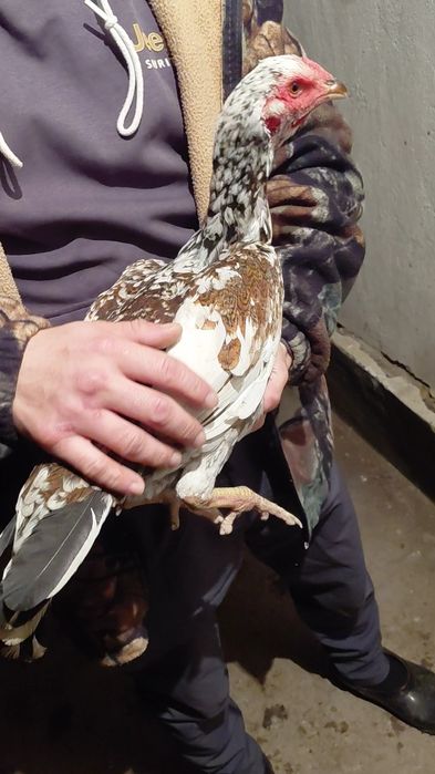 Дакан курица на продаже