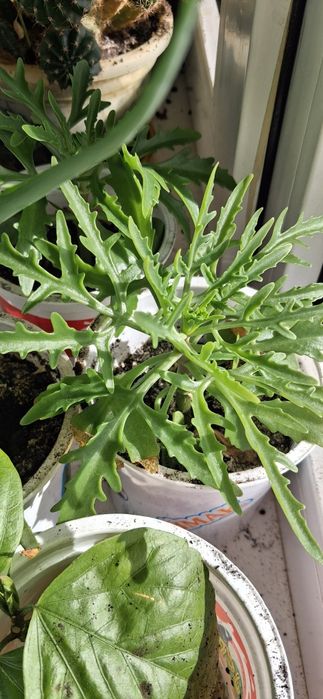 Комнатные растения