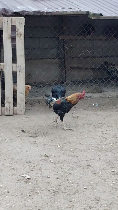 дәкән            .