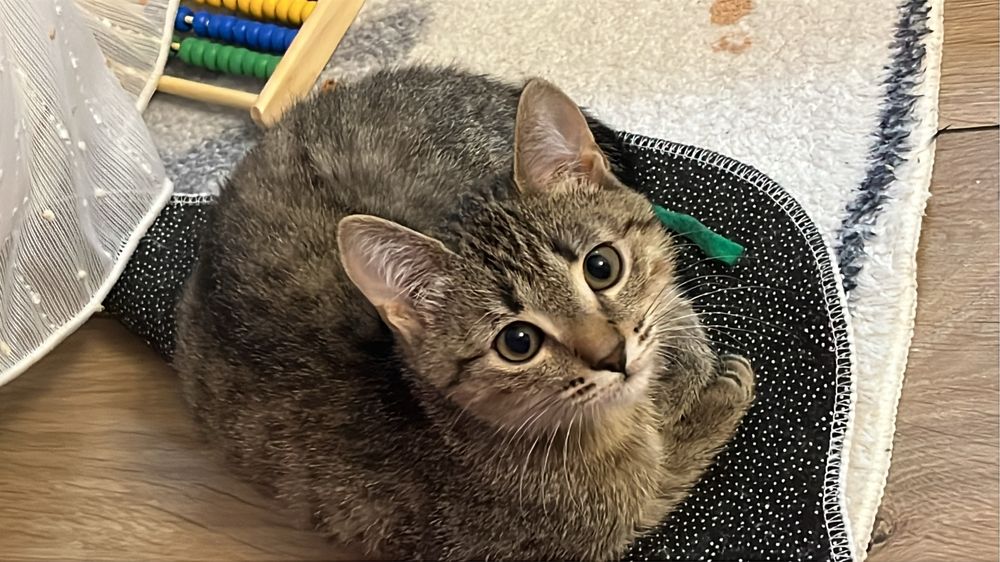 Котенок/кошка/кот уральск