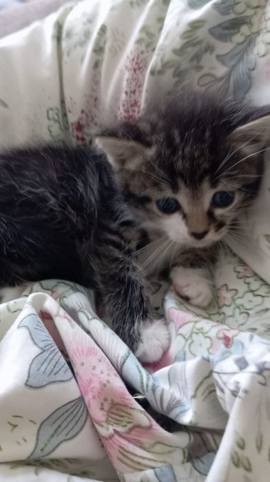 Отдам в добрые руки котят