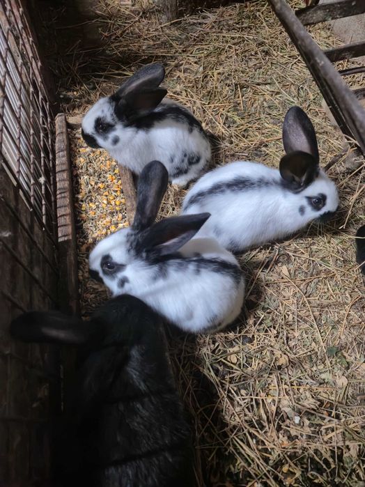 Зайци за разплод и клане