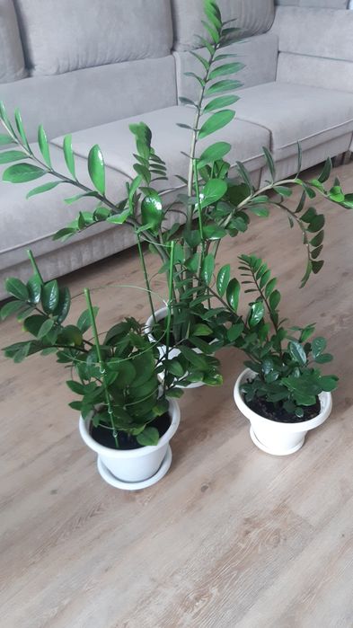 Цветы замиокулькас