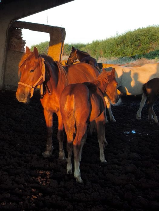 Продам лошадь с жеребёнком