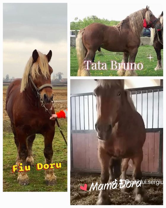 Armăsar Comtois ptr Montă