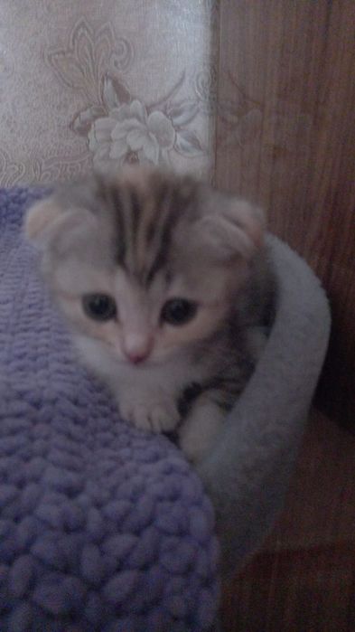 В добрые руки  маленький котёнок