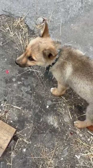 Подбросили щенка. Ищем любящих хозяев!