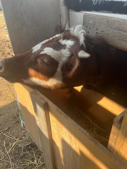 Продам сельхоз животных