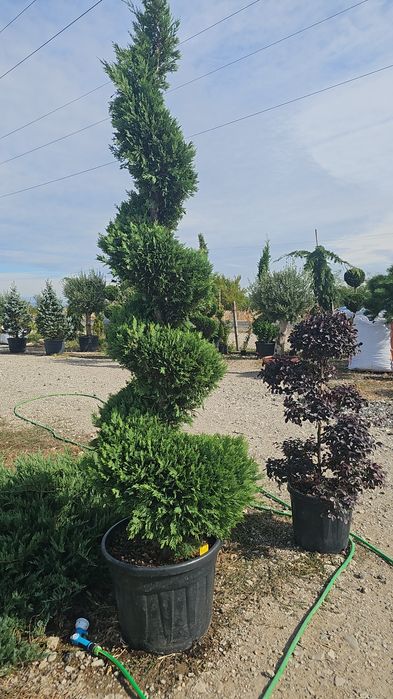 Leylandii- Spirale - Arizonica - Pon Pon - Prunus laucerasus Photinia