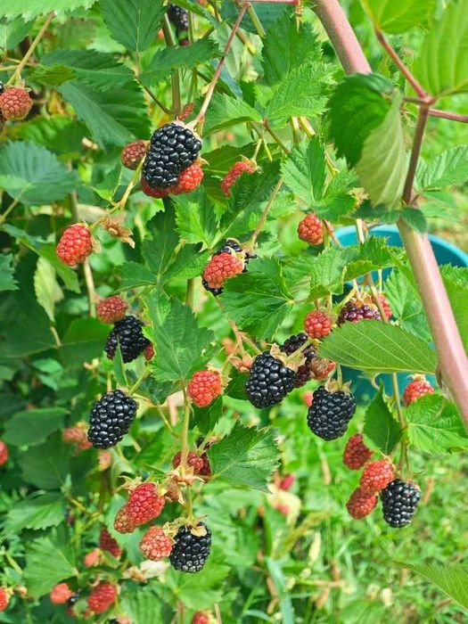 Mure de vânzare proaspătă!