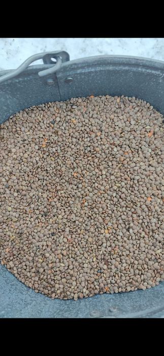 Чечевица корма**