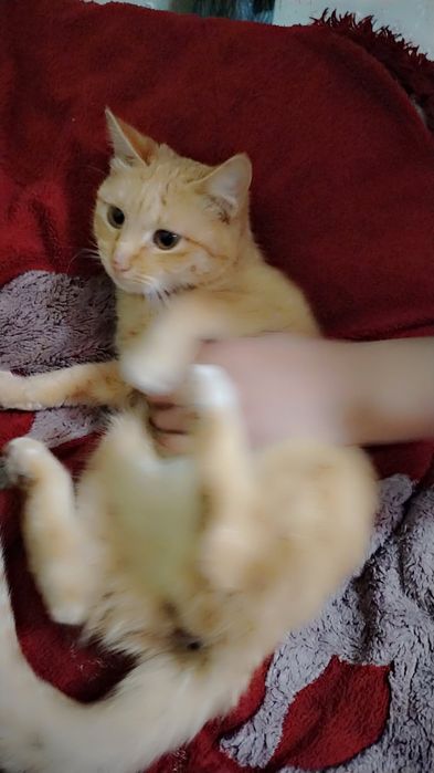 Aqil mushuk latokni biladi