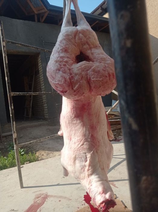 Qoylar qochqorlar sotamiz jivoy vesga 90.000 mingdan  kilosga 140.000