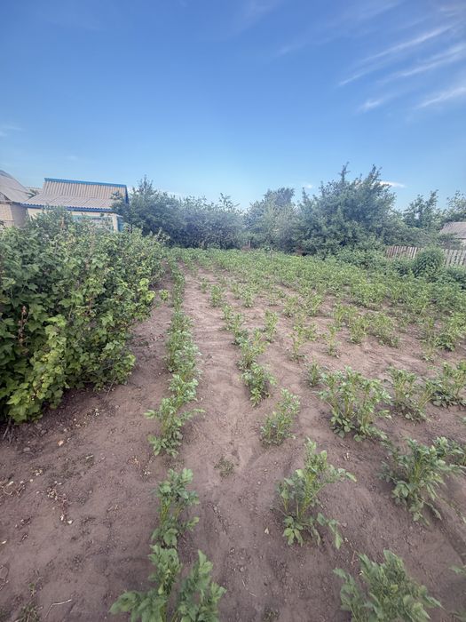 Здоровья Дача продам Калиновая 84