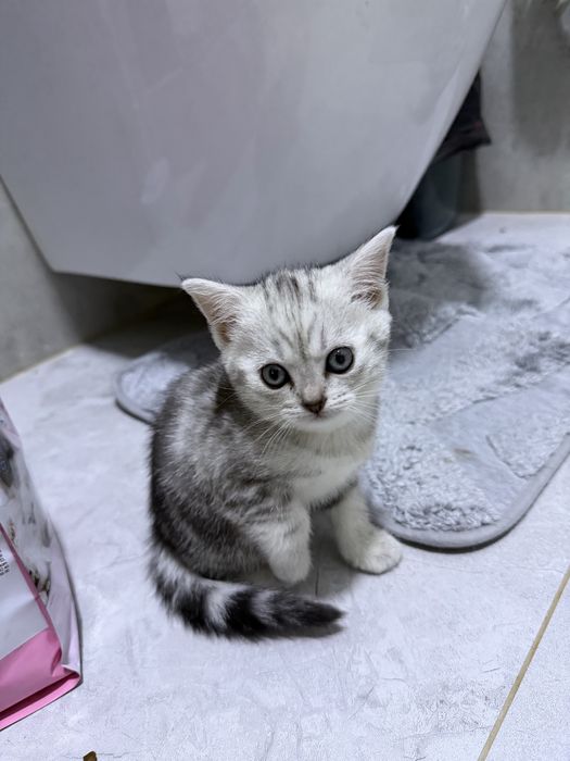 Шотладние котята
