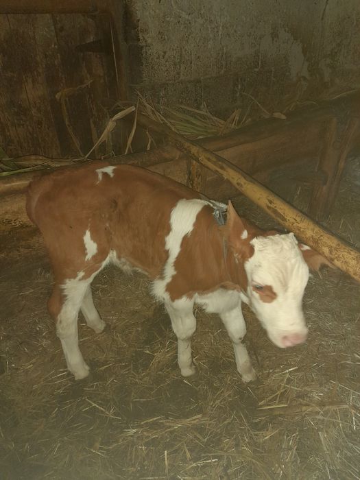 Vind vitel baltata romineasca de doua saptamini .se afla in Poietari la nr.23. Puteti contacta la nr.0756513254.
