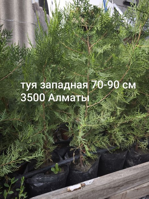 Цветы, кустарники и хвойные