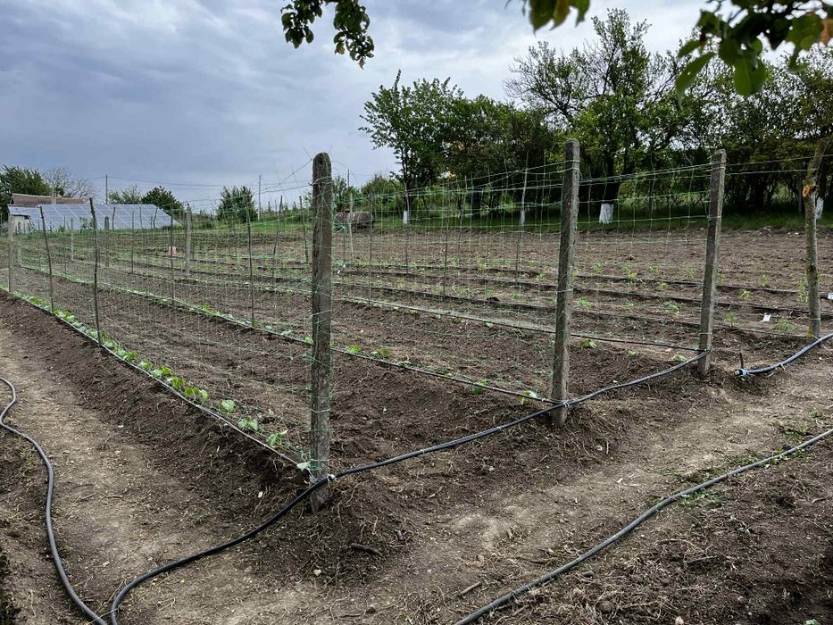 Продава се Парцел в с. Одринци, Област Добрич - 1240 кв.м за 9 €/кв.м - Снимка #1