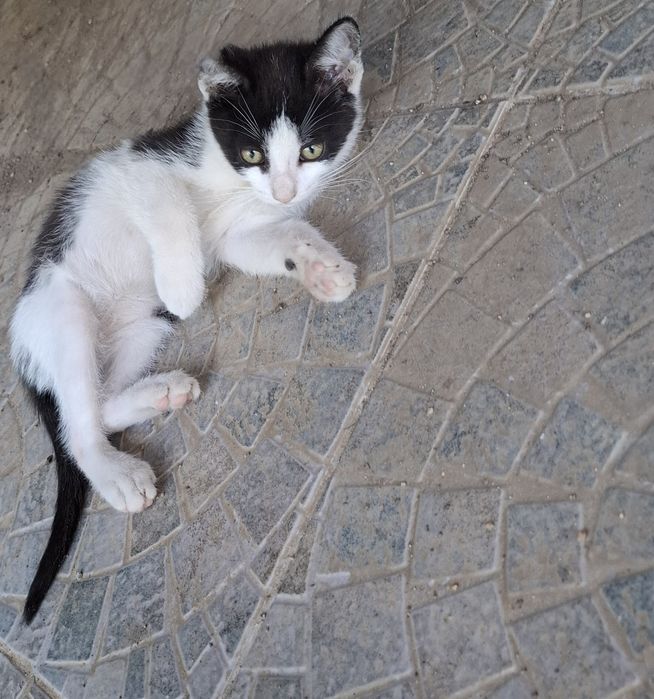 Donez 2 puiuți masculi de pisică