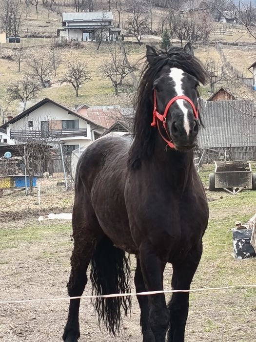 Vând cai:iapa și armasar