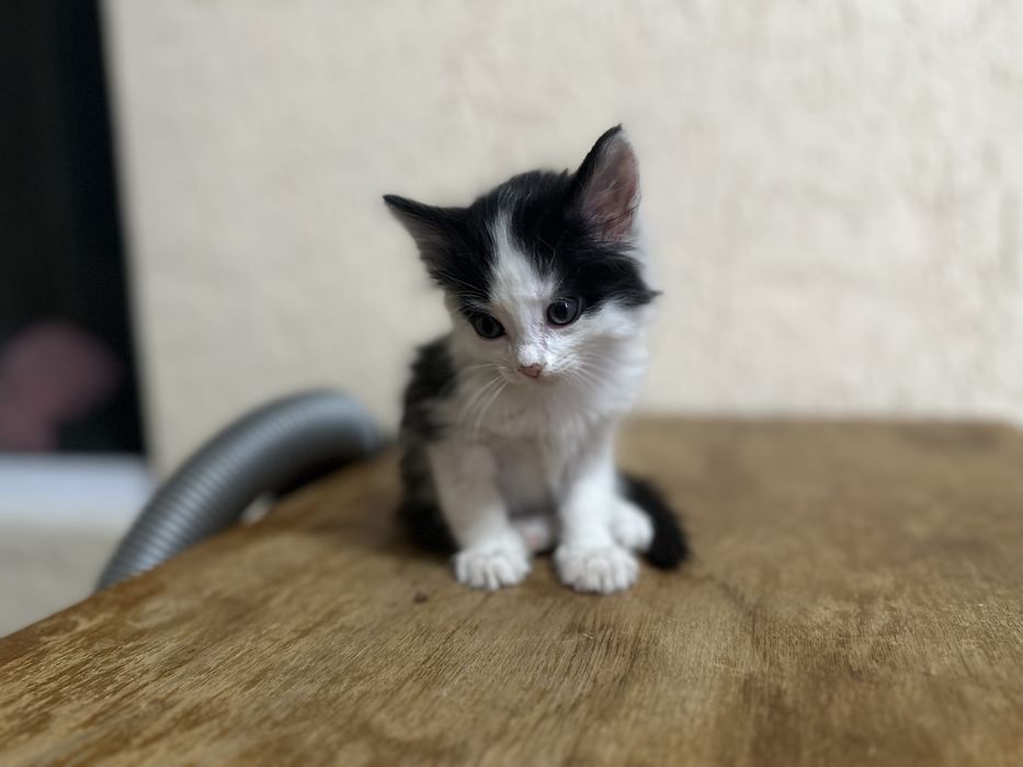 Котенок в добрые руки