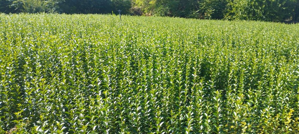 Лигуструм - Овалифолиум