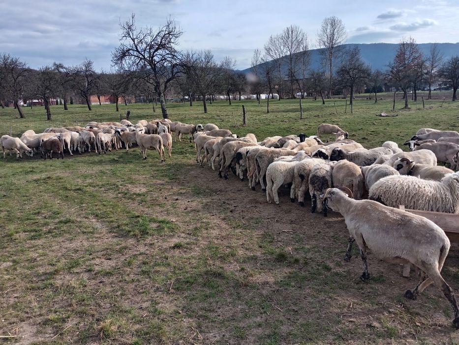 Oi cu miei de vânzare