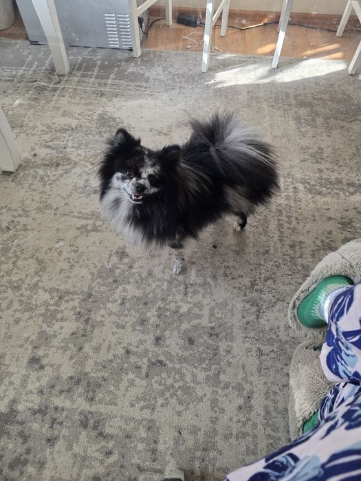 Ищет невесту для случки