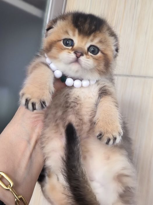 Котята чистокровные