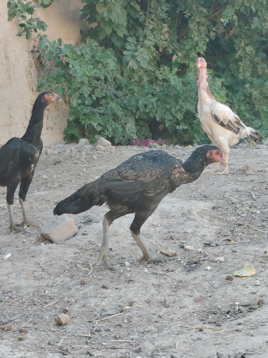 Joja tovula Turk