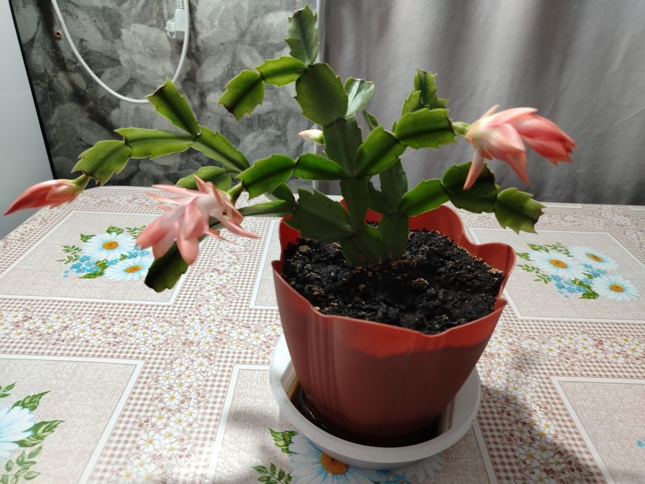 Продам комнатные цветы.