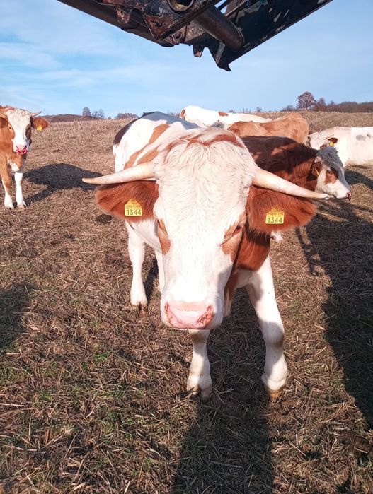 De vînzare jurinci gestante.