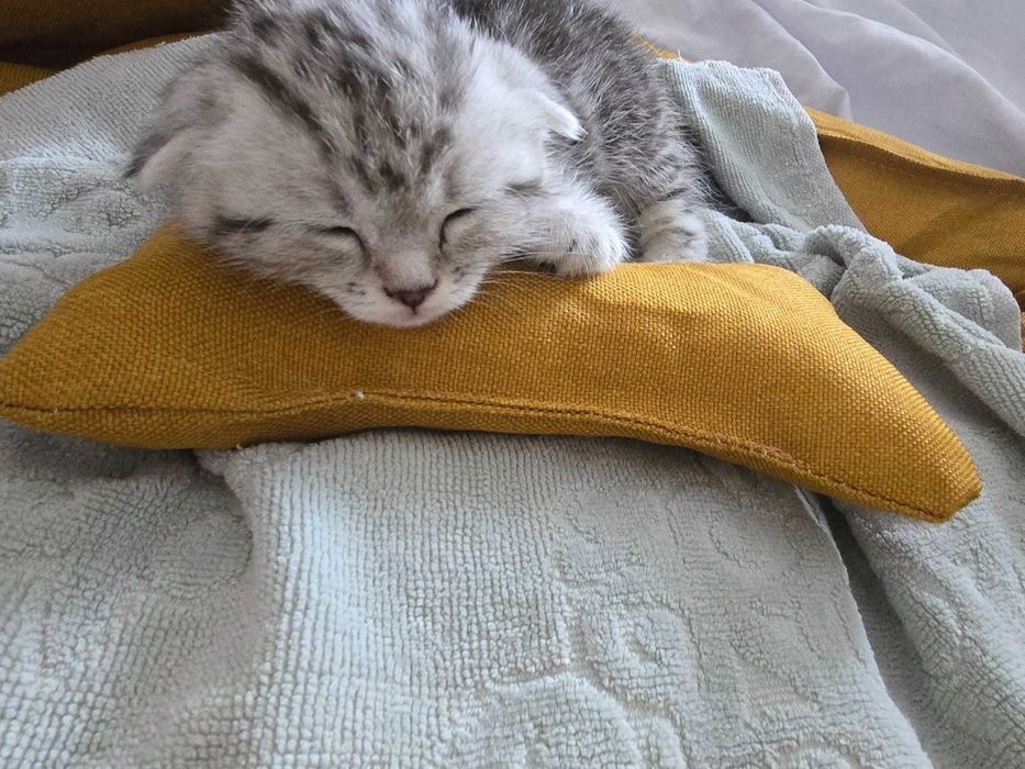 Шотландский вислоухий котенок