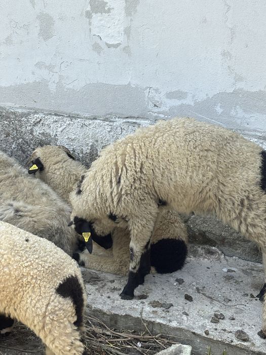 Berbecuti de vanzare