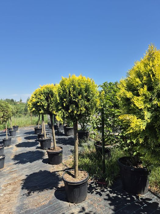 Laur englezesc photinia Red Robin leylandi