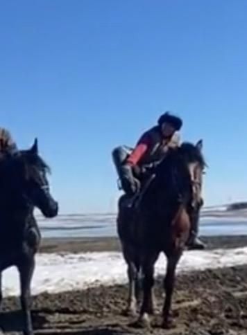 Айғыр сатылады!!!