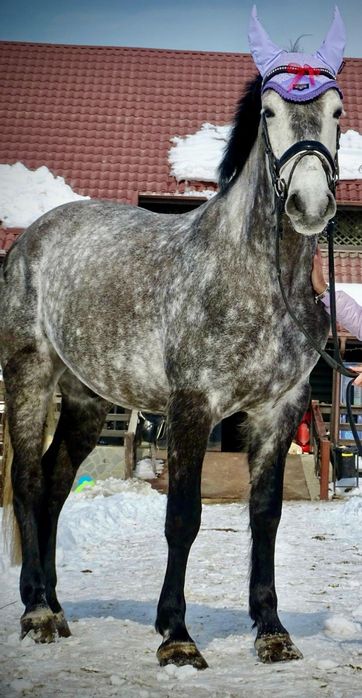 Vand Cal Pentru Echitație