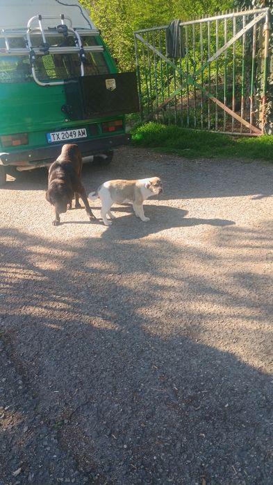 Подаряват се Каракачанки