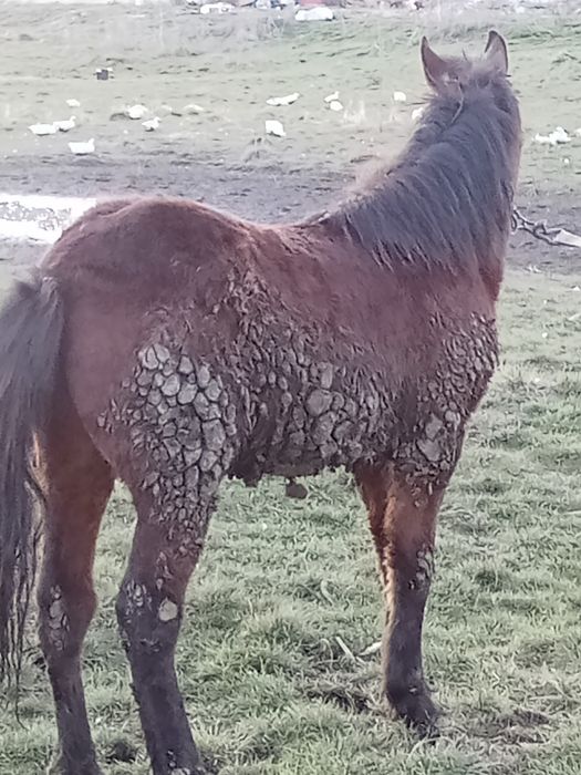 Vînd mânz de 10 luni