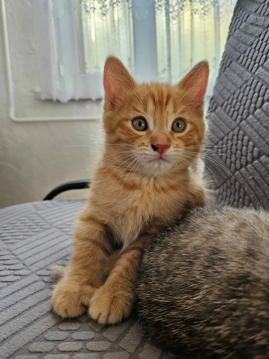 Отдам котят в добрые руки