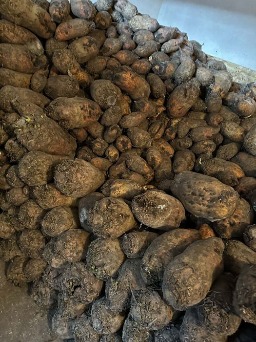 Sfeclă furajeră         .