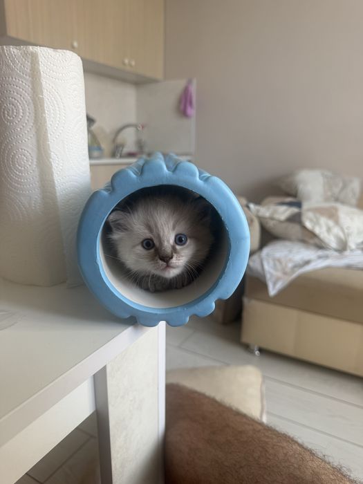 Котенок Ластик, мальчик