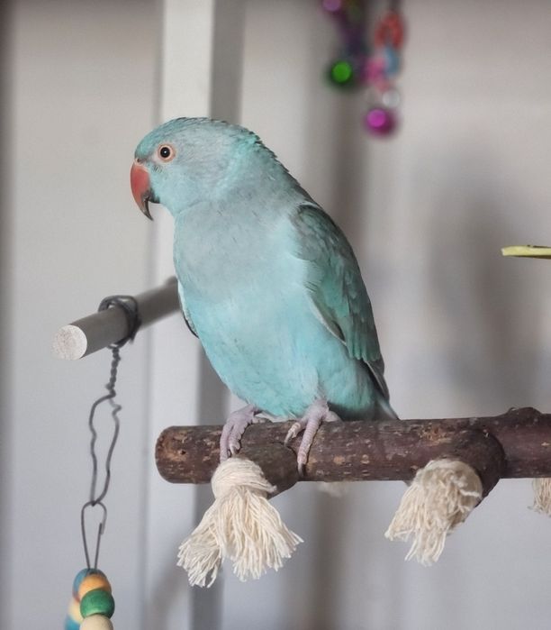 Papagal Micul Alexandru + colivie