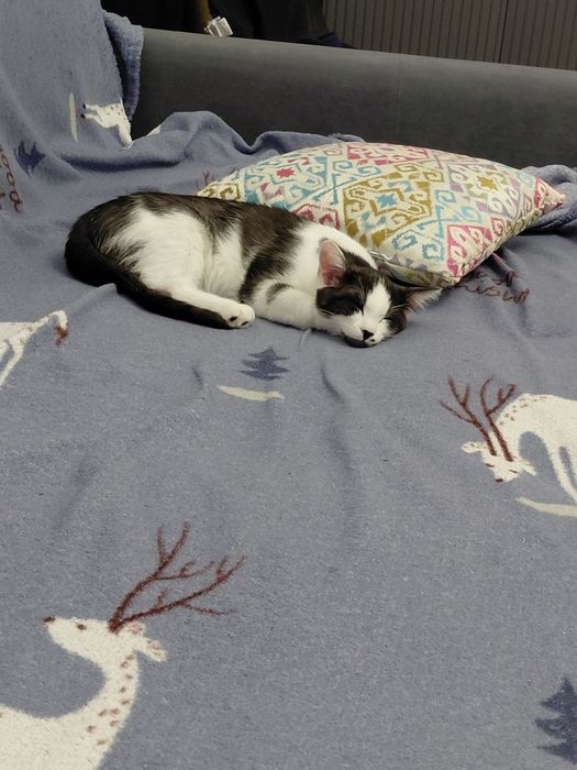 Отдам кошечку в добрые руки