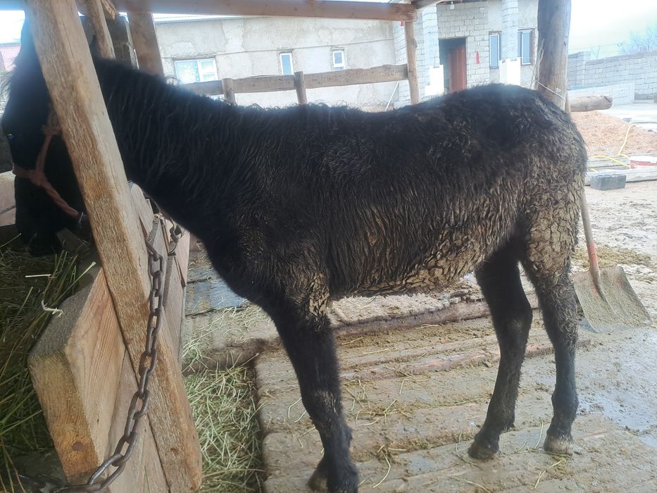 Құнажын  сатылады