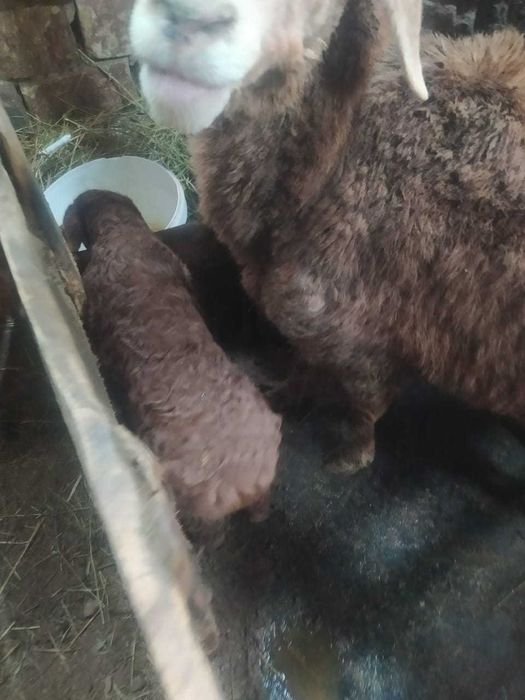 продаю баран срочно!